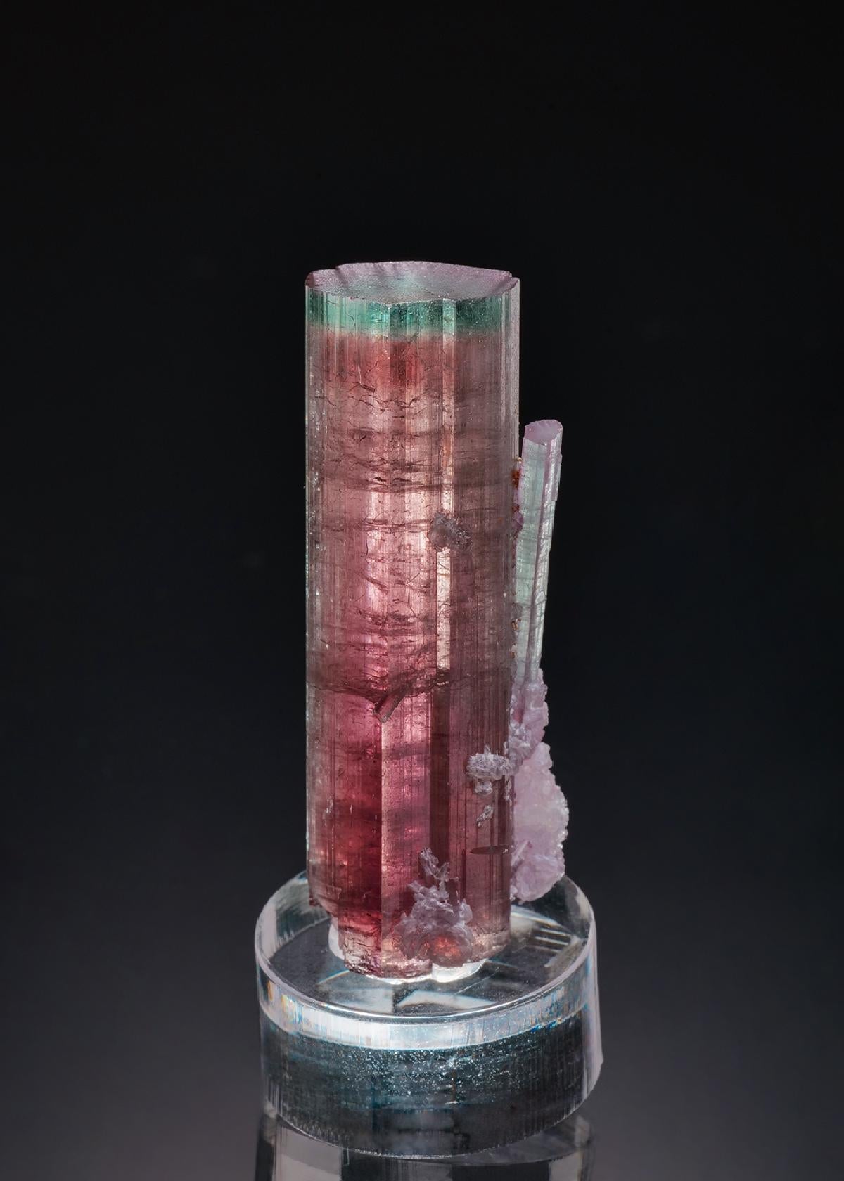 CC41365 specimen image