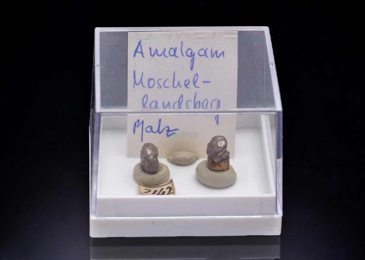CC41980 specimen image