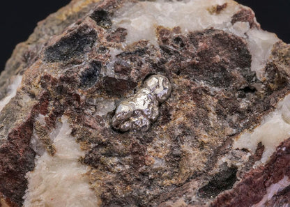 CC41994 specimen image