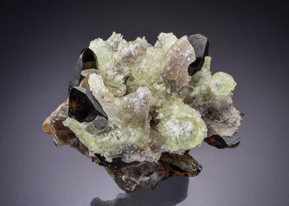 CC42190 specimen image
