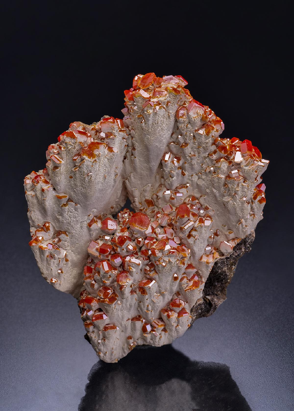 CC42224 specimen image