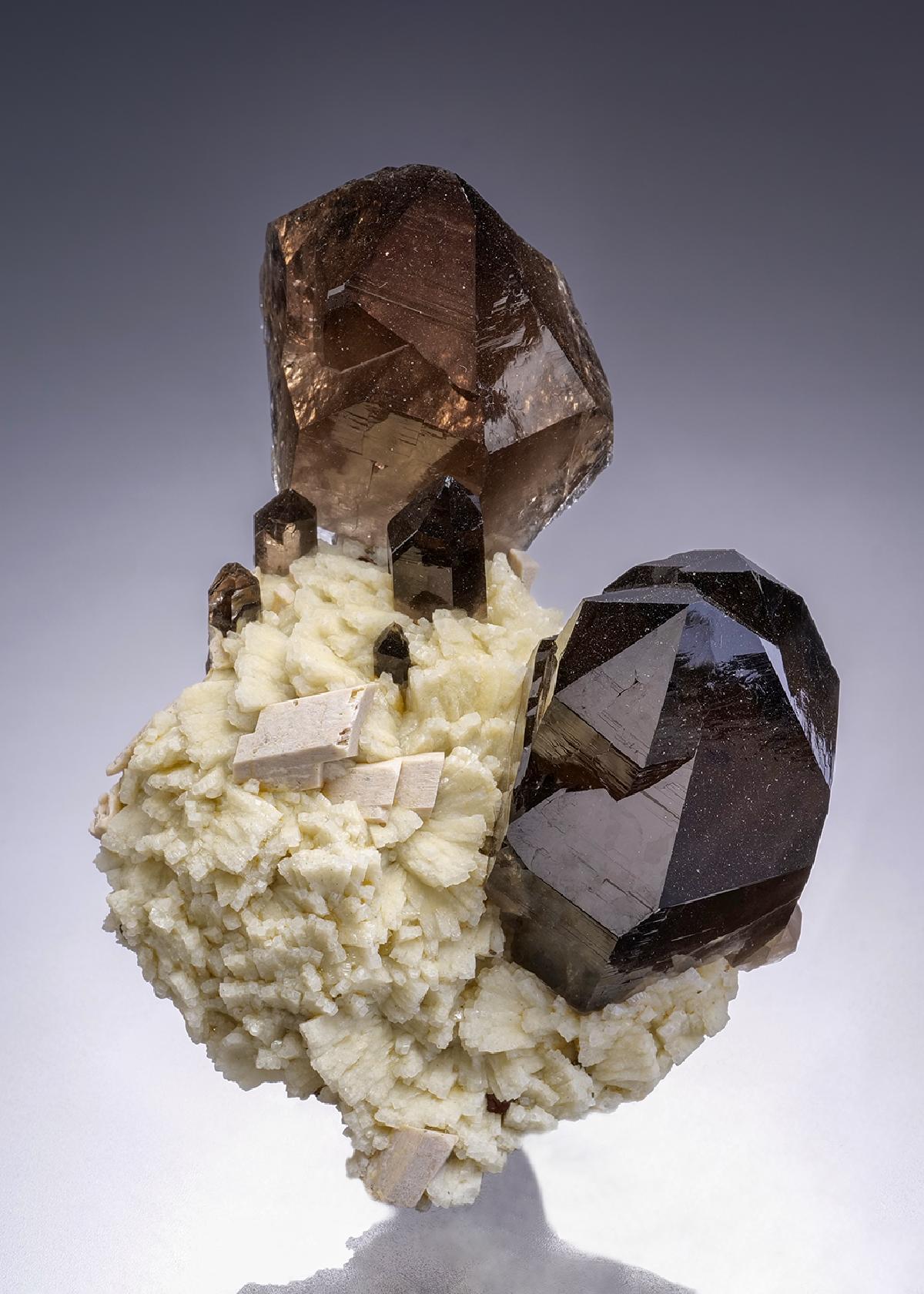 CC42264 specimen image