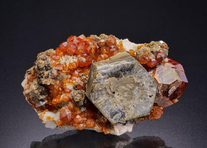 CC42280 specimen image
