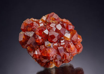 CC42282 specimen image