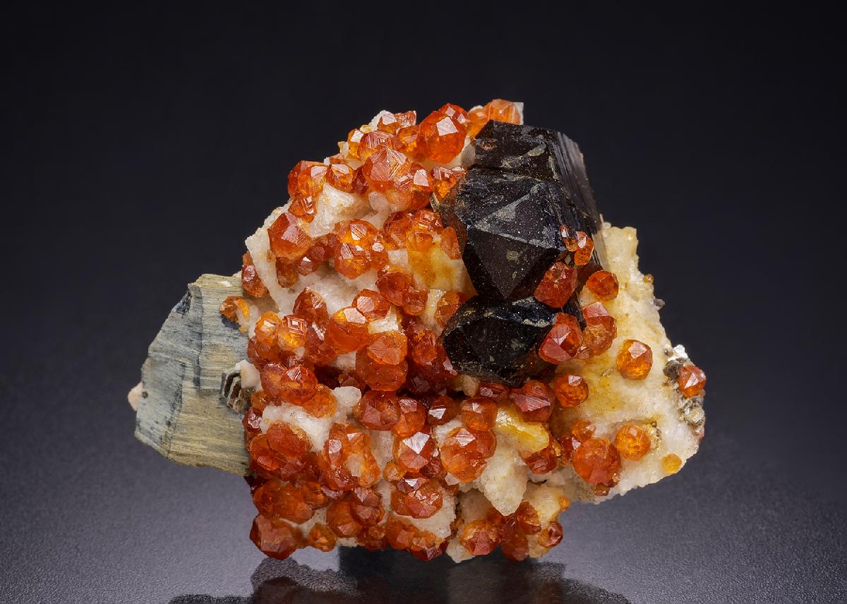 CC42284 specimen image