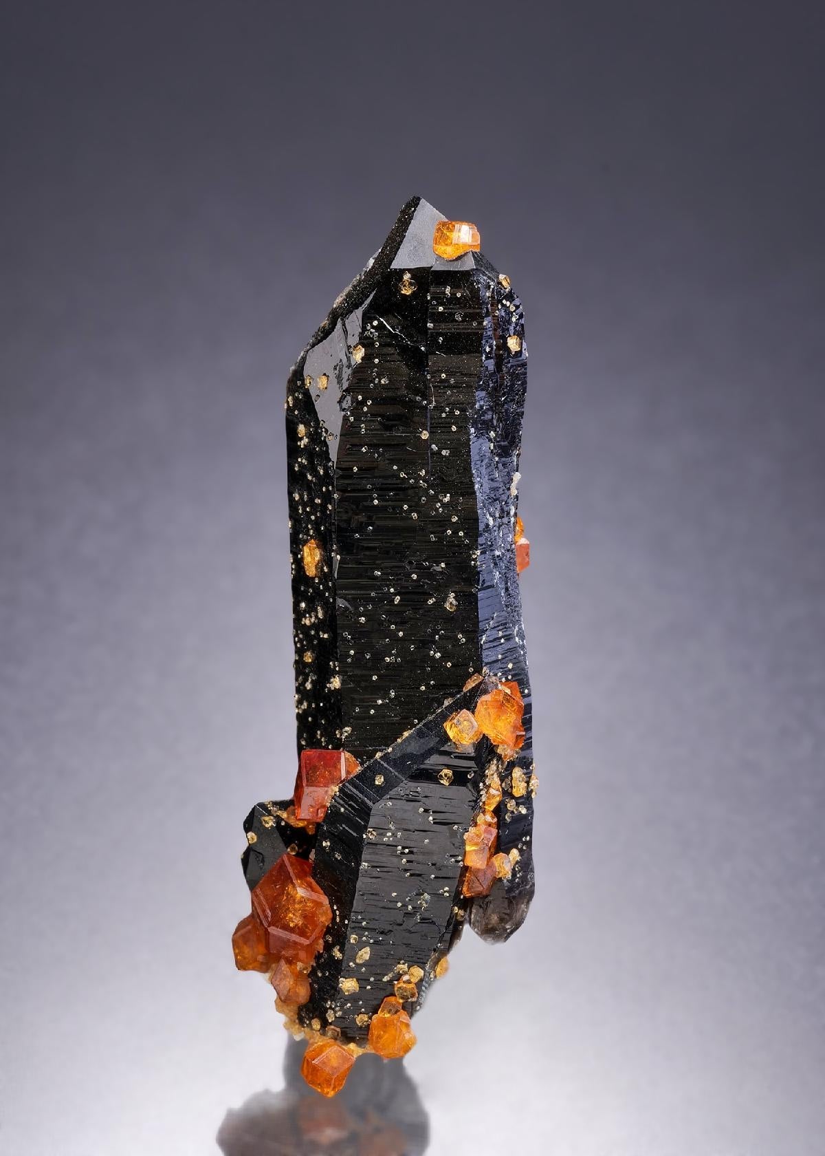 CC42288 specimen image