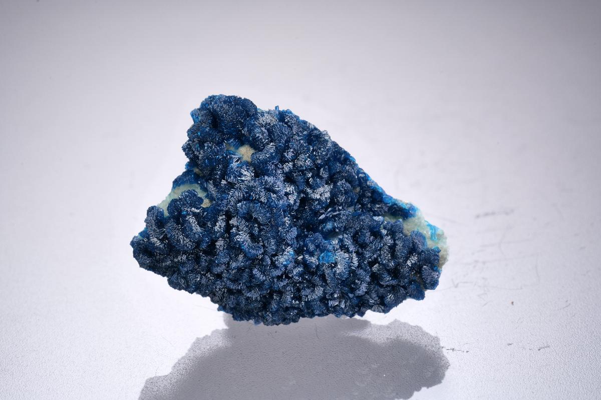 CC42306 specimen image