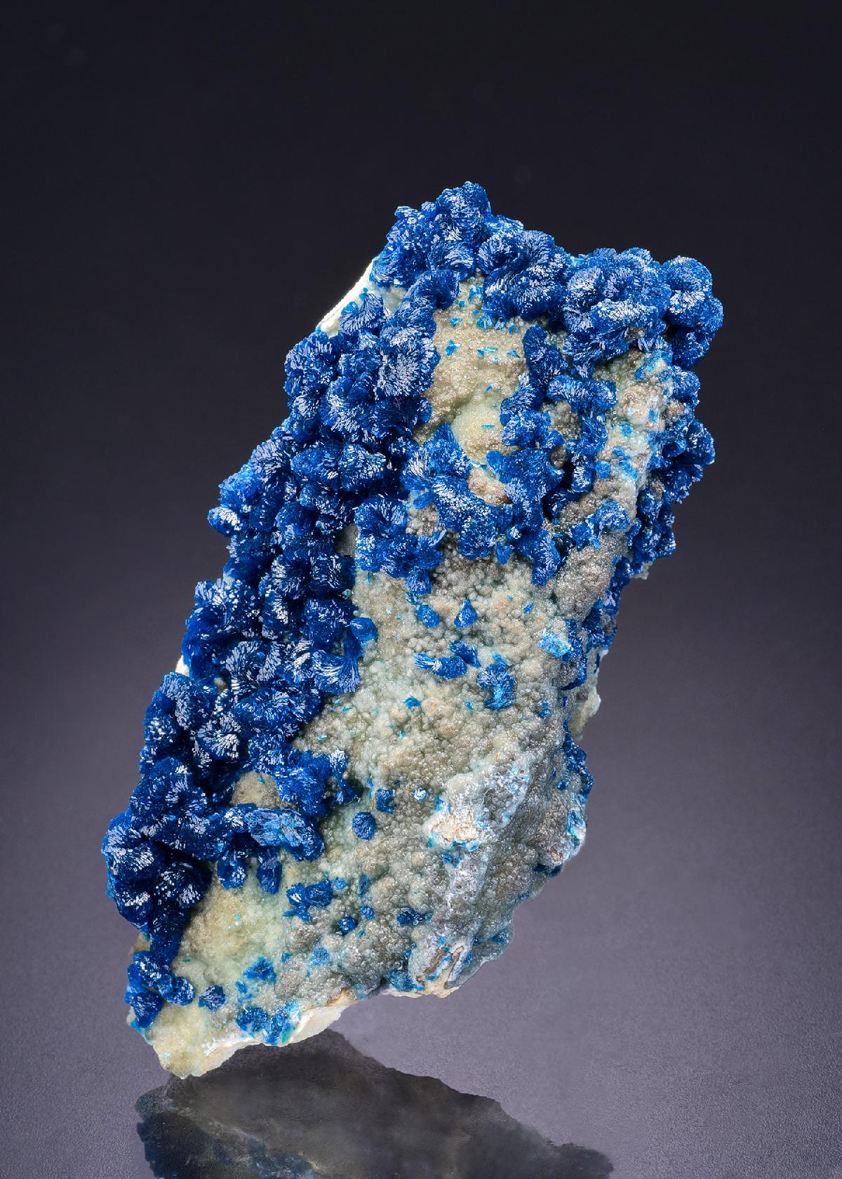 CC42368 specimen image
