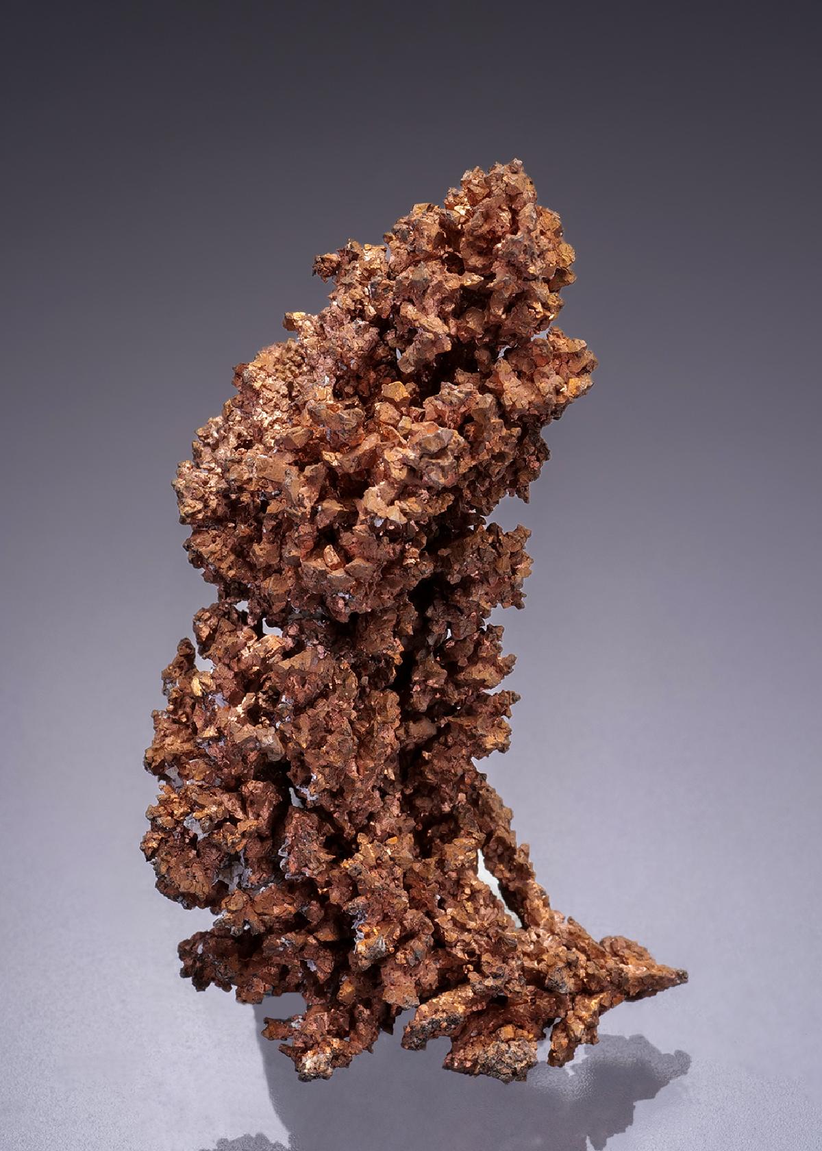 CC42446 specimen image