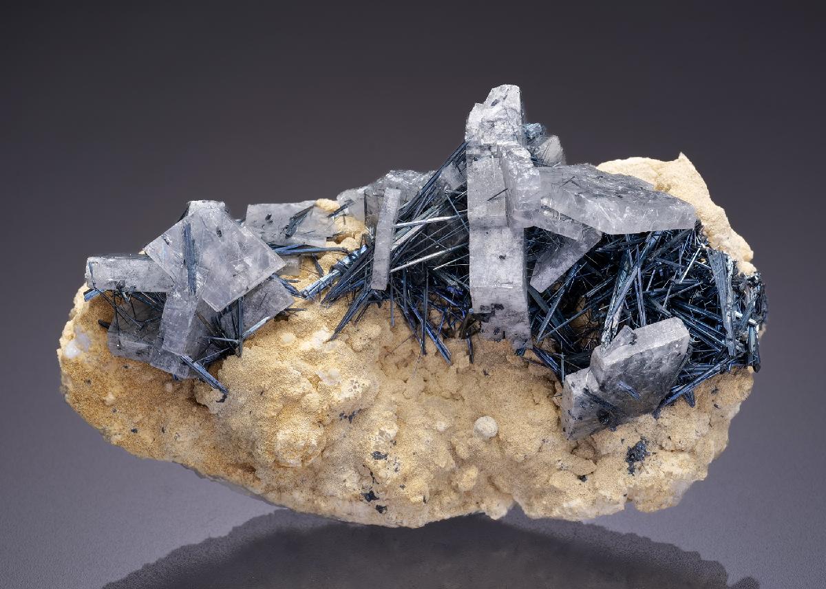 CC42448 specimen image