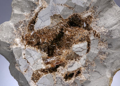 CC42582 specimen image
