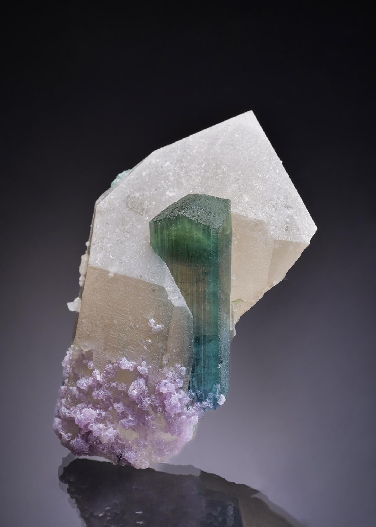 CC42788 specimen image