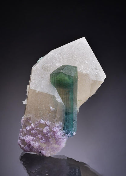 CC42788 specimen image