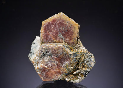 CC42920 specimen image