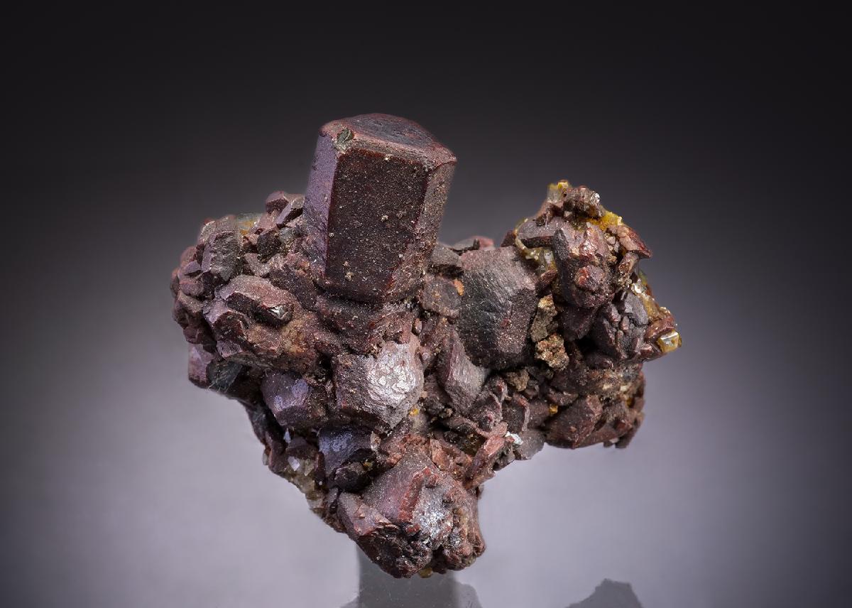 CC43218 specimen image