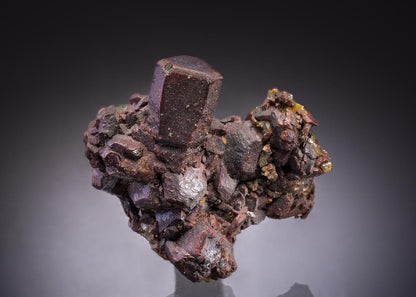 CC43218 specimen image