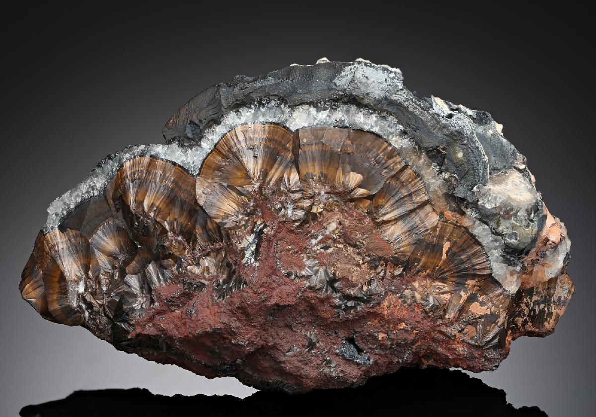 CC43478 specimen image
