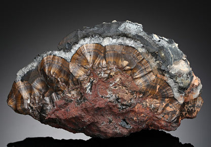 CC43478 specimen image