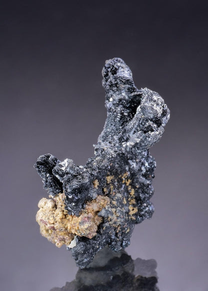 CC43528 specimen image