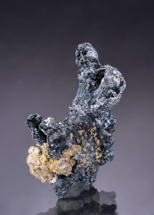 CC43528 specimen image