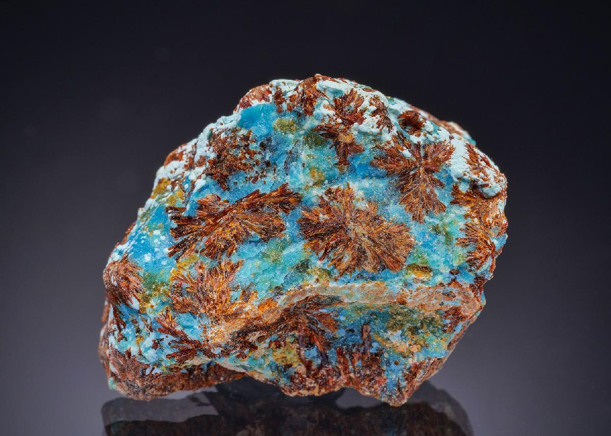 CC43554 specimen image