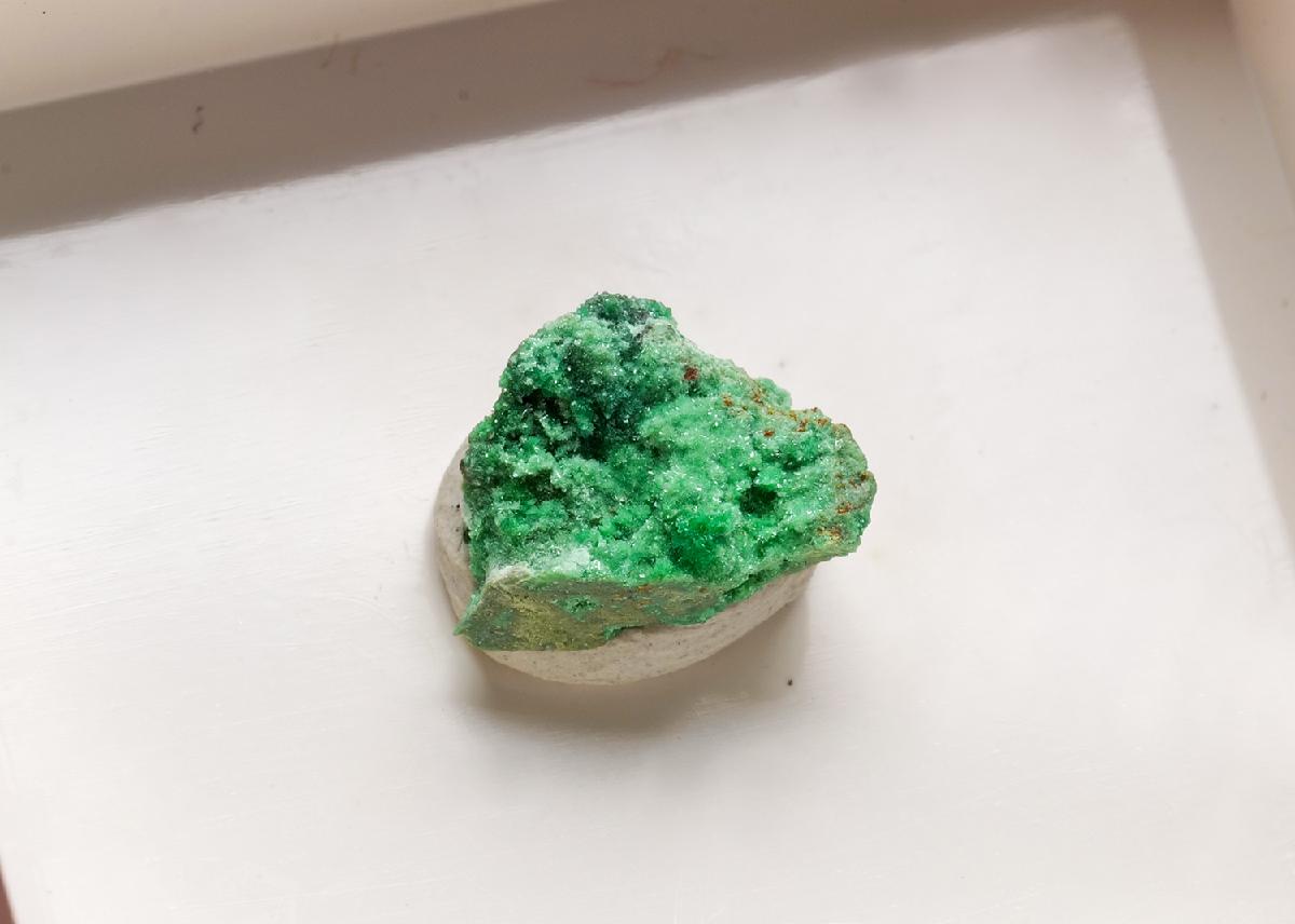 CC43584 specimen image