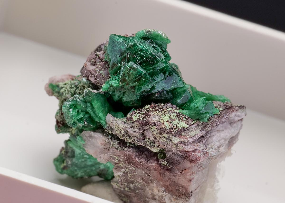 CC43586 specimen image