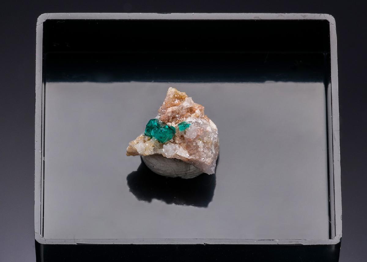 CC43604 specimen image