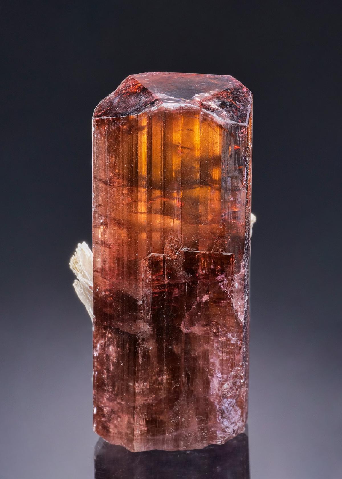 CC43702 specimen image