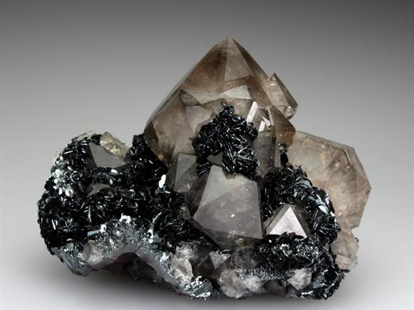CC4371 specimen image