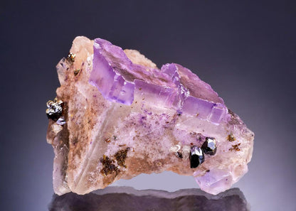 CC43732 specimen image