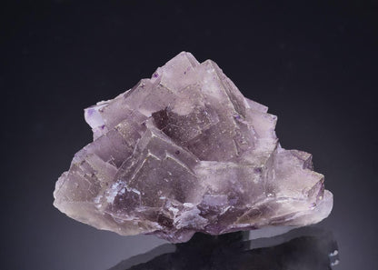 CC43736 specimen image