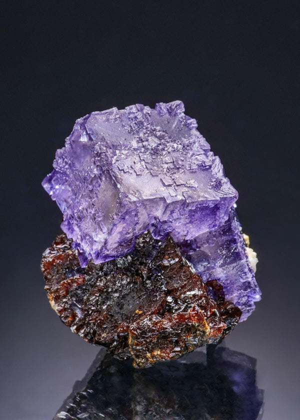 CC43800 specimen image