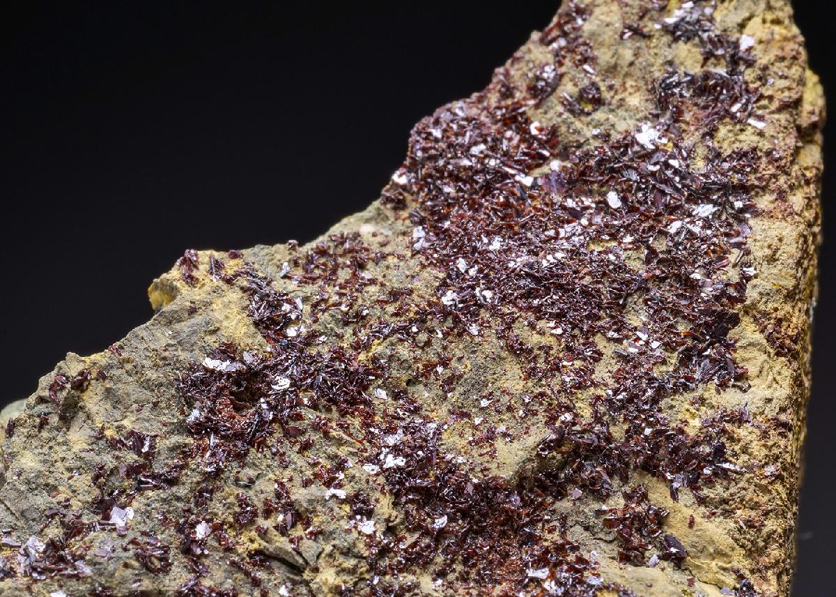 CC43992 specimen image