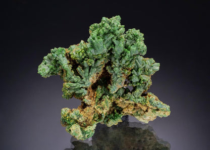 CC44008 specimen image