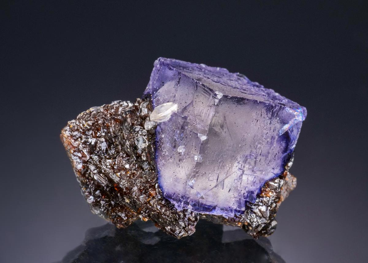 CC44118 specimen image