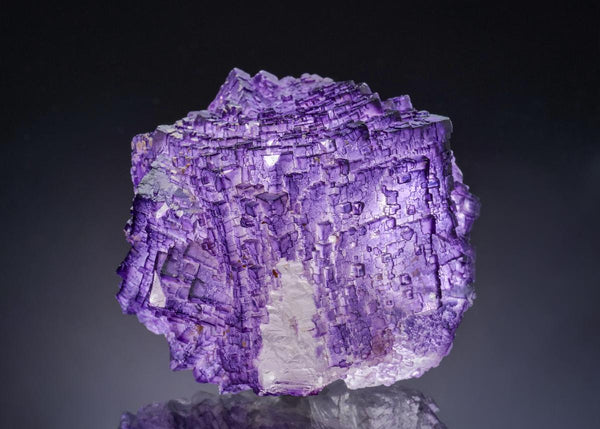 CC44176 specimen image