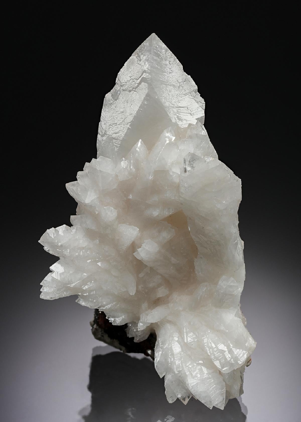 CC4422 specimen image