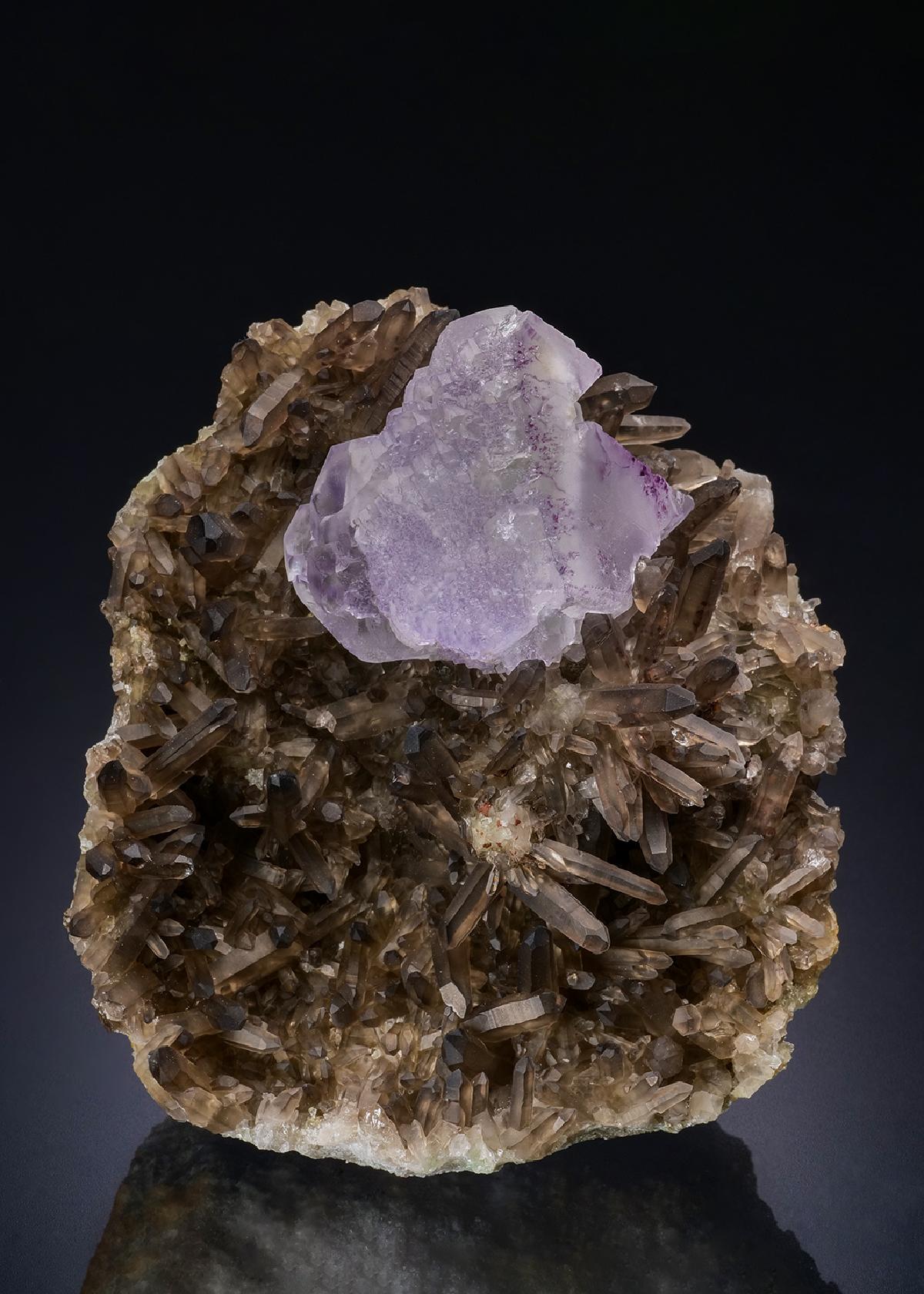 CC44250 specimen image