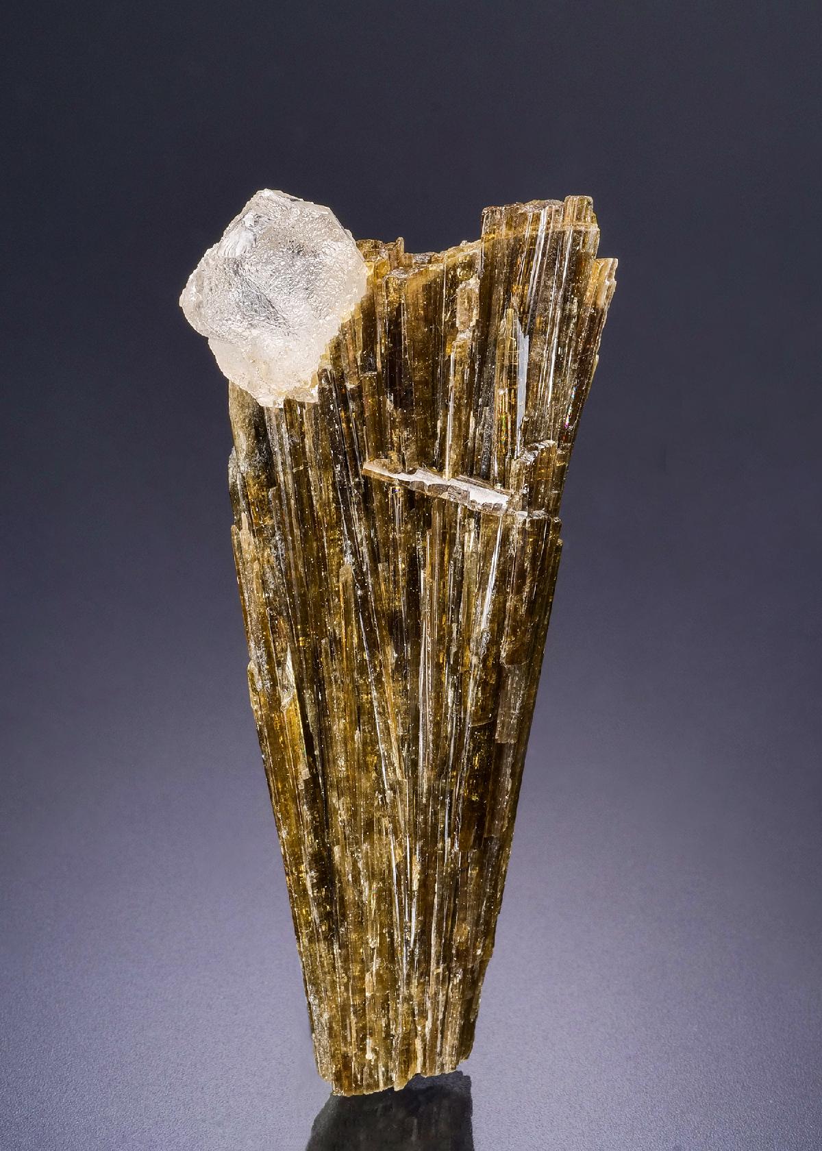 CC44266 specimen image