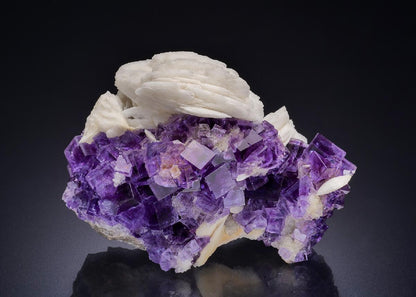 CC44280 specimen image