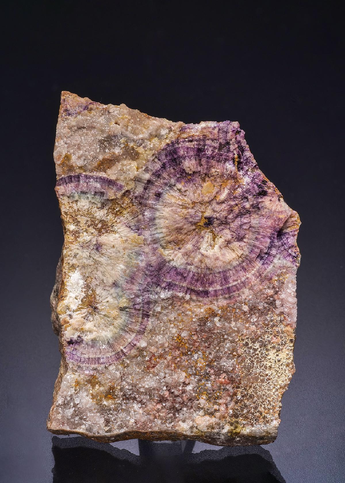 CC44294 specimen image