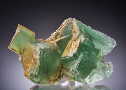 CC44410 specimen image