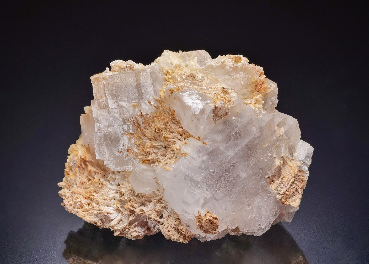 CC44484 specimen image