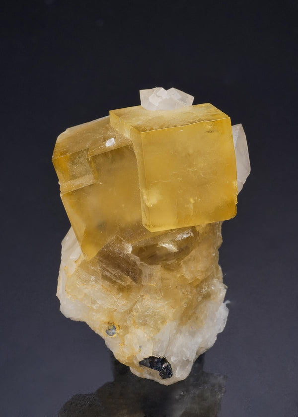 CC44668 specimen image