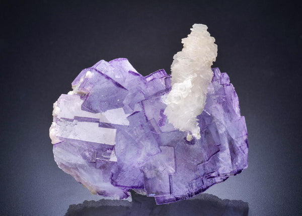 CC44790 specimen image