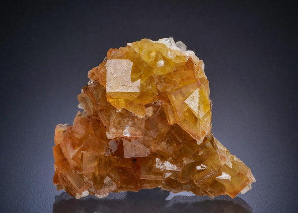 CC44898 specimen image