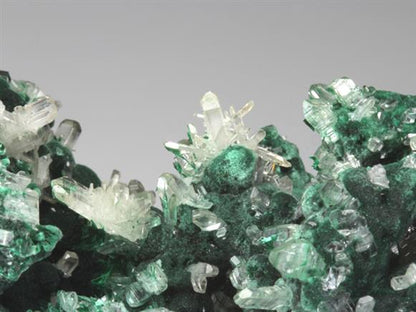 CC4498 specimen image