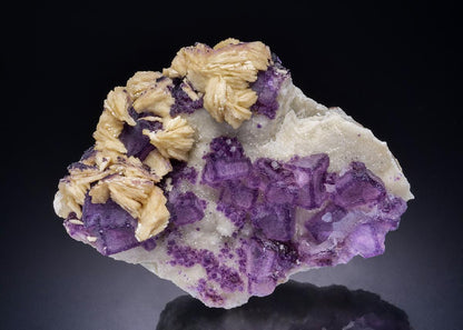 CC45186 specimen image
