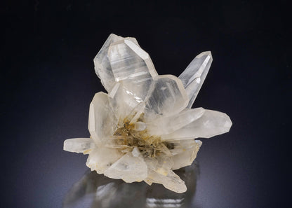 QUARTZ Japan Law Twin